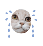 ほのわんか可愛いねこすたんぷ（個別スタンプ：34）