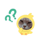 ほのわんか可愛いねこすたんぷ（個別スタンプ：35）
