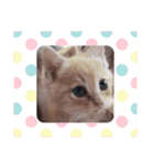 ほのわんか可愛いねこすたんぷ（個別スタンプ：37）