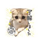 すー太郎だにゃん（個別スタンプ：2）