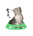 すー太郎だにゃん（個別スタンプ：4）