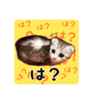 すー太郎だにゃん（個別スタンプ：5）