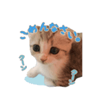 すー太郎だにゃん（個別スタンプ：6）