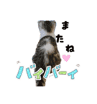 すー太郎だにゃん（個別スタンプ：8）