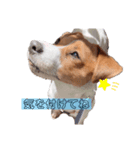 うちの愛犬ユキ（個別スタンプ：1）