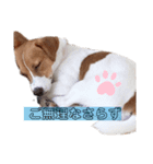 うちの愛犬ユキ（個別スタンプ：2）