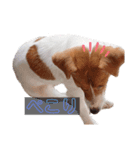 うちの愛犬ユキ（個別スタンプ：3）