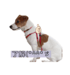 うちの愛犬ユキ（個別スタンプ：5）