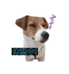 うちの愛犬ユキ（個別スタンプ：6）