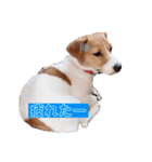 うちの愛犬ユキ（個別スタンプ：7）