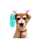 うちの愛犬ユキ（個別スタンプ：8）