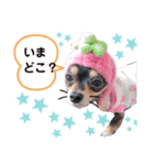 ポメチワはちみつちゃんスタンプ第4弾（個別スタンプ：3）