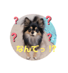 ポメチワはちみつちゃんスタンプ第4弾（個別スタンプ：4）