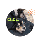 ポメチワはちみつちゃんスタンプ第4弾（個別スタンプ：6）