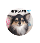 ポメチワはちみつちゃんスタンプ第4弾（個別スタンプ：11）