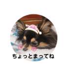 ポメチワはちみつちゃんスタンプ第4弾（個別スタンプ：12）