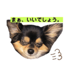 ポメチワはちみつちゃんスタンプ第4弾（個別スタンプ：14）