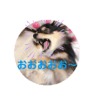 ポメチワはちみつちゃんスタンプ第4弾（個別スタンプ：17）
