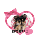 ポメチワはちみつちゃんスタンプ第4弾（個別スタンプ：18）