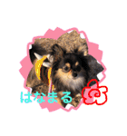 ポメチワはちみつちゃんスタンプ第4弾（個別スタンプ：19）