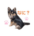 ポメチワはちみつちゃんスタンプ第4弾（個別スタンプ：20）