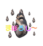 ポメチワはちみつちゃんスタンプ第4弾（個別スタンプ：21）