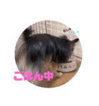 ポメチワはちみつちゃんスタンプ第4弾（個別スタンプ：22）