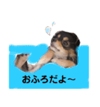 ポメチワはちみつちゃんスタンプ第4弾（個別スタンプ：27）