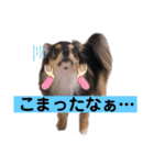 ポメチワはちみつちゃんスタンプ第4弾（個別スタンプ：28）