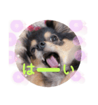 ポメチワはちみつちゃんスタンプ第4弾（個別スタンプ：30）