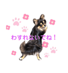 ポメチワはちみつちゃんスタンプ第4弾（個別スタンプ：33）