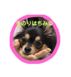 ポメチワはちみつちゃんスタンプ第4弾（個別スタンプ：34）