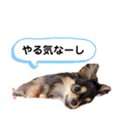 ポメチワはちみつちゃんスタンプ第4弾（個別スタンプ：36）