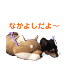ポメチワはちみつちゃんスタンプ第4弾（個別スタンプ：40）
