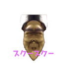 MCアラジンa.k.a災（個別スタンプ：6）