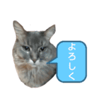 ソマリ家族 2（個別スタンプ：14）