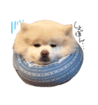 ポコたんとスタンプ（個別スタンプ：1）