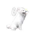 ポコたんとスタンプ（個別スタンプ：11）