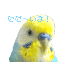 セキセイインコ テバ（個別スタンプ：1）