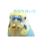 セキセイインコ テバ（個別スタンプ：2）