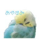 セキセイインコ テバ（個別スタンプ：3）