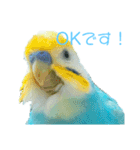 セキセイインコ テバ（個別スタンプ：4）
