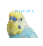 セキセイインコ テバ（個別スタンプ：5）