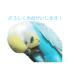 セキセイインコ テバ（個別スタンプ：6）