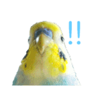 セキセイインコ テバ（個別スタンプ：7）