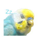 セキセイインコ テバ（個別スタンプ：8）