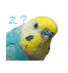 セキセイインコ テバ（個別スタンプ：9）