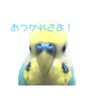 セキセイインコ テバ（個別スタンプ：10）