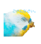 セキセイインコ テバ（個別スタンプ：11）