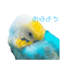 セキセイインコ テバ（個別スタンプ：12）